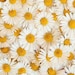 DaisyCoPrint