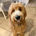 Murphy
