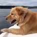 FunnyDogClothes
