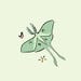 Sphingidae Sells