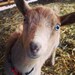 Owner of <a href='https://www.etsy.com/shop/thegoatery?ref=l2-about-shopname&from_page=listing' class='wt-text-link'>thegoatery</a>