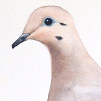 PoppyDove