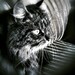 Spider CAT