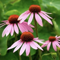 GiddyforGardening