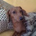 Buyer Avatar