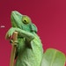 Florence Ivy avatar