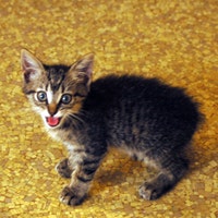 KittyHenryVintage