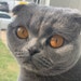 Buyer Avatar