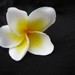 FlowerMade