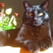 Buyer Avatar