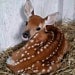 Fuzzy Fawn