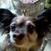 Buyer Avatar