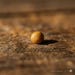 TheCollectorsGuide