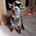 Buyer Avatar