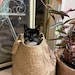 CatsPyjamasRetro