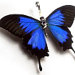Buyer Avatar