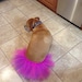 chrissyscoatsfork9s