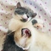 CutePawsGift