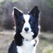 Dogstylestore