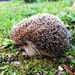 NatureOfCraft