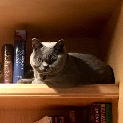 Susan's profile picture
