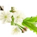 OfBranchandBloom