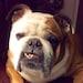 BulldogBabies