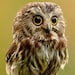 WiseOwlTreasureShop