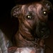Buyer Avatar