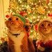 I Love Christmas