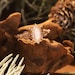 PhoebeJewelryPalace