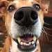 JustPetProducts