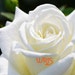 whiterosejewelryshop avatar