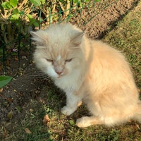 ApricotCatCrafts