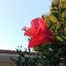 Selin avatar