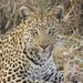 africat
