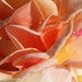 RosaryPetals