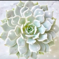 PassionforSucculents