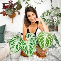 PLANTANDSTORIES