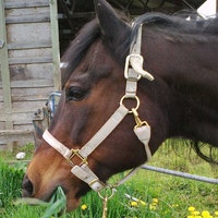 aluckyhorseshoe