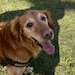 DoggyDoodlesCo