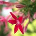 Maryann