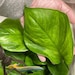 PBJPlants