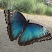 Buyer Avatar