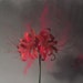 YolanginDesignStudio