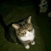 Buyer Avatar