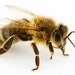 Backyard Bees