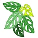 Buyer Avatar