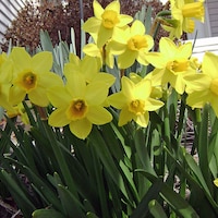 DaffodilCorner