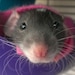Lise avatar